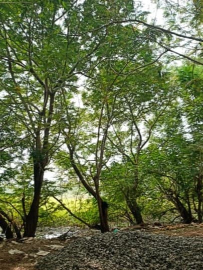 Thamizhkudiyarasarsethu