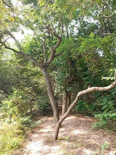 Thamizhkudiyarasarsethu