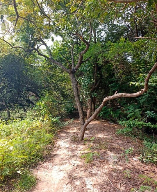 Land site
